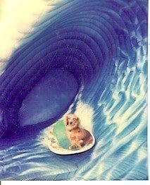 A cat sitting inside a large, blue seashell.