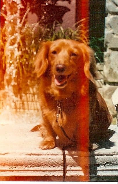A happy brown dog sitting near a waterfall.
