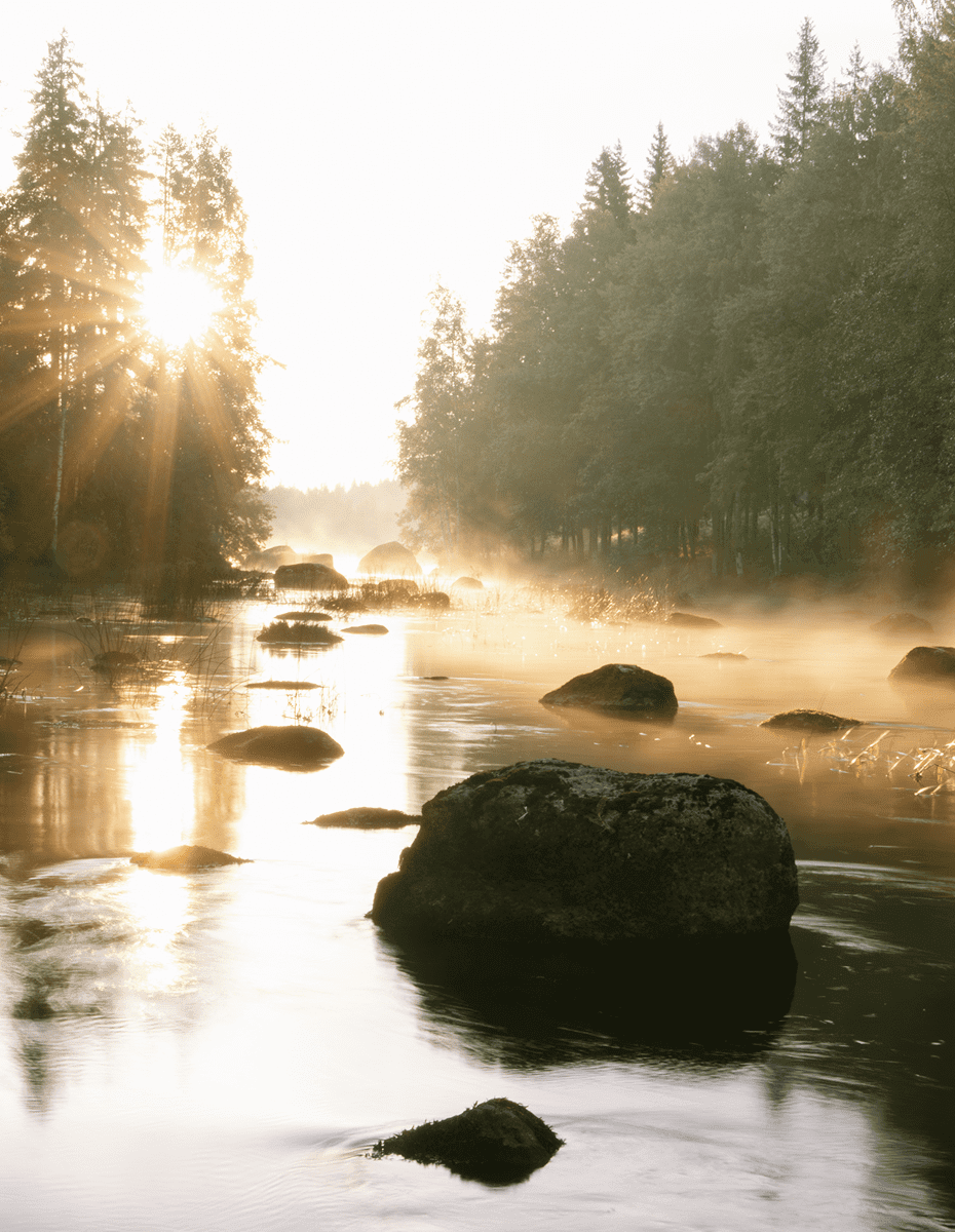 Sunrise over misty forest river landscape.