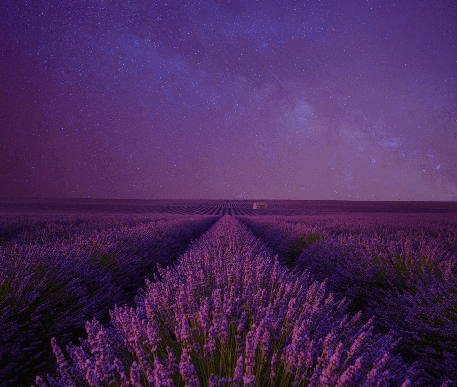 Lavender field under starry purple night sky.