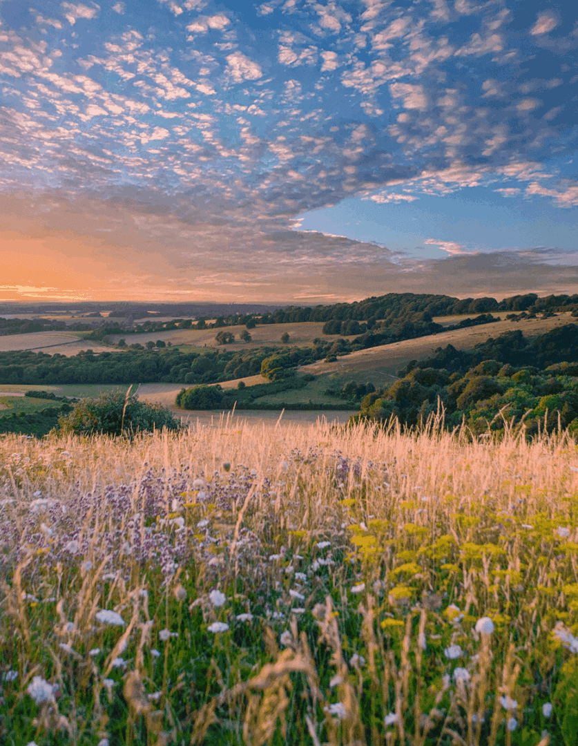 Sunset over rolling hills and wildflowers.