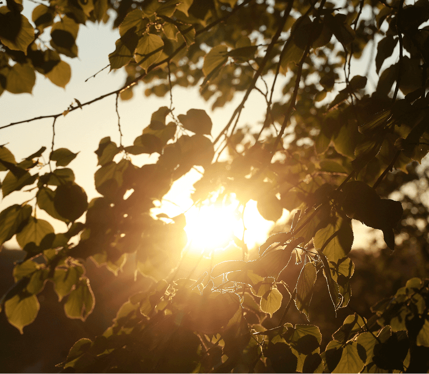 Sunlight shining through leafy tree branches.
