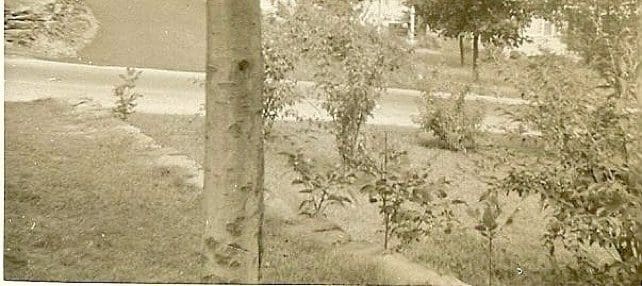 Tree and bushes near a road.