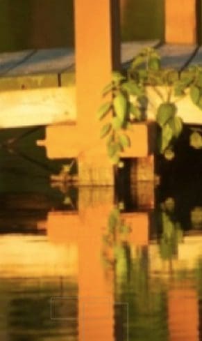 Wooden dock with plants and water reflection.