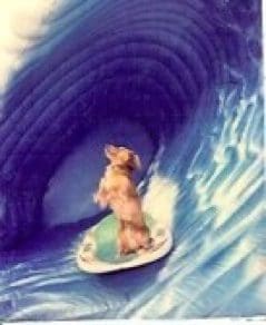 A dog surfing inside a large wave.