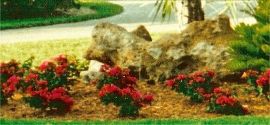 A garden bed with vibrant red flowers and a large rock in the background.