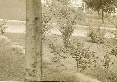 Tree and bushes near a road.