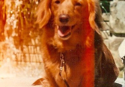 A happy brown dog sitting near a waterfall.