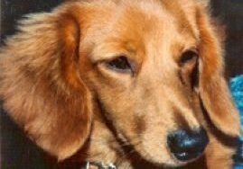 Brown dog with long ears, looking down.